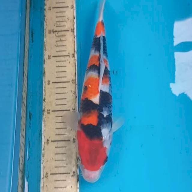 Showa 33cm Male