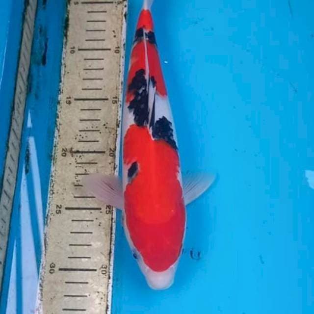 Sanke 30cm Male