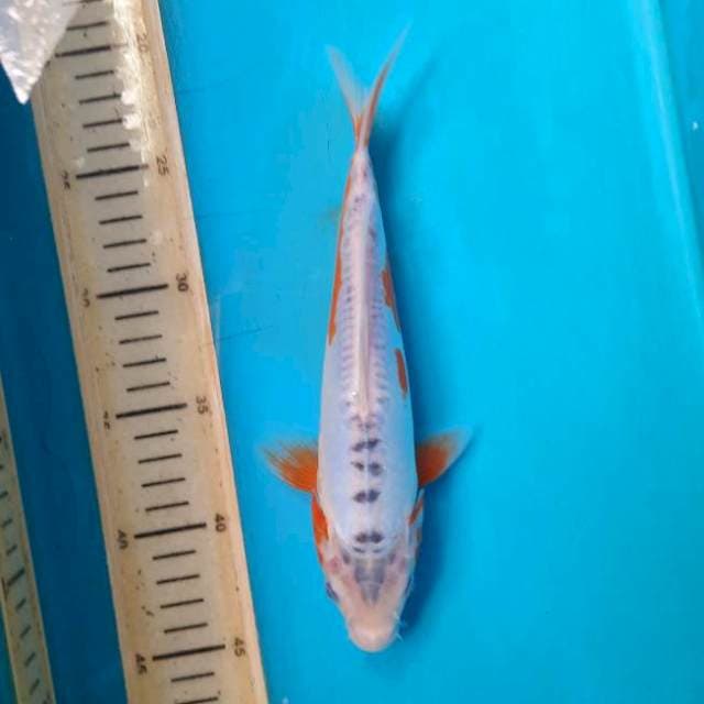 Shusui 19cm