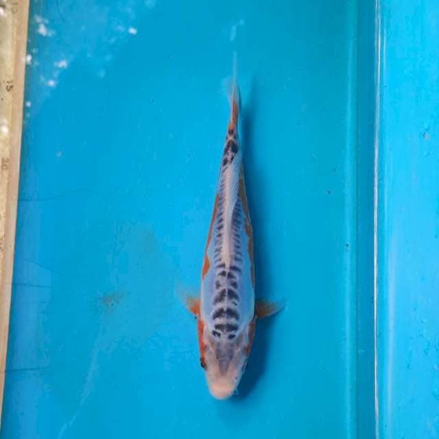 Shusui 19cm
