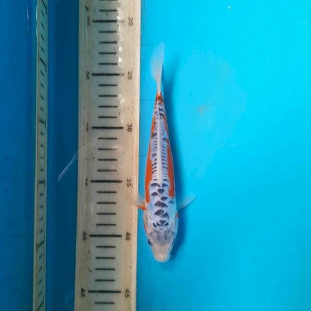 Shusui 20cm