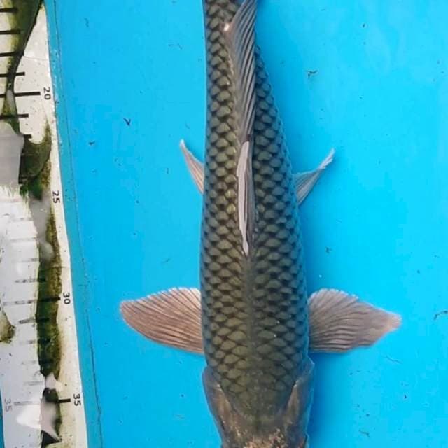 SORAGOI 36 cm