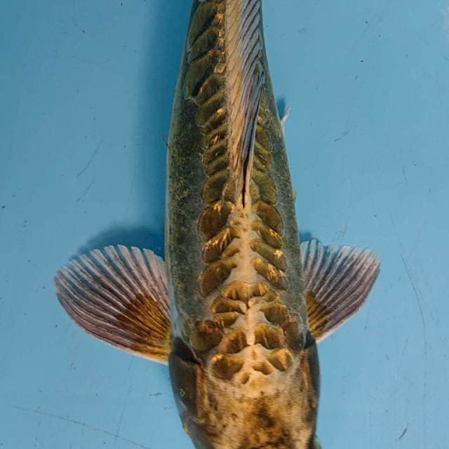 GOLD GInRIN 29 cm