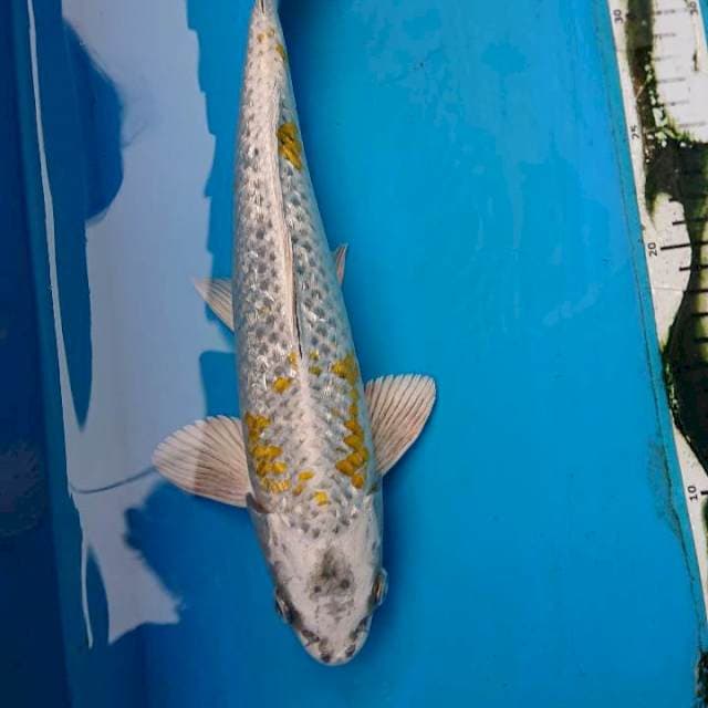 ANTiKAN GINRIN 32 cm