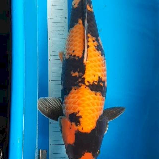 Utsuri jumbo 56 cm🥳