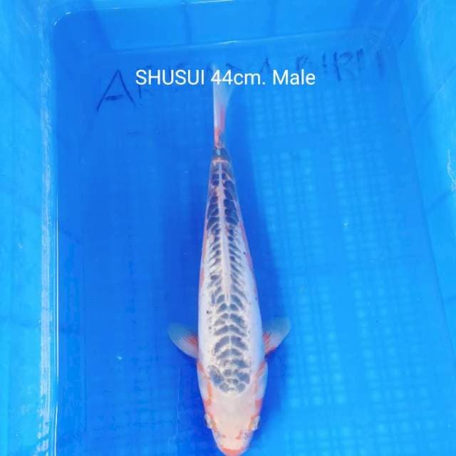 SHUSUI JUMBO 44cm.
