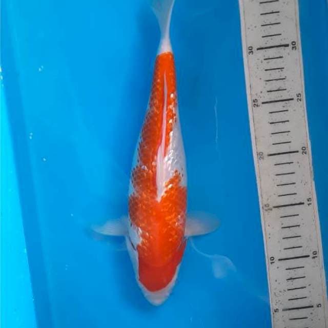 Kohaku ginrin 30cm