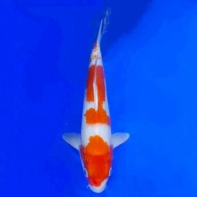 Kohaku 27cmcm