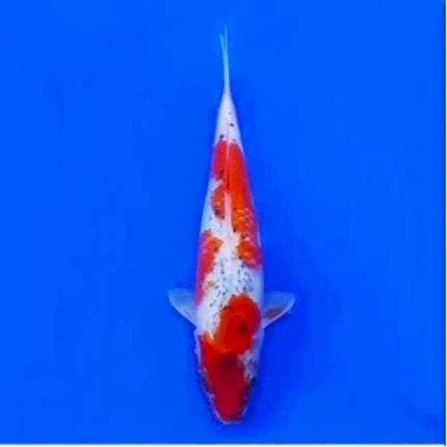 Goshiki 28cm