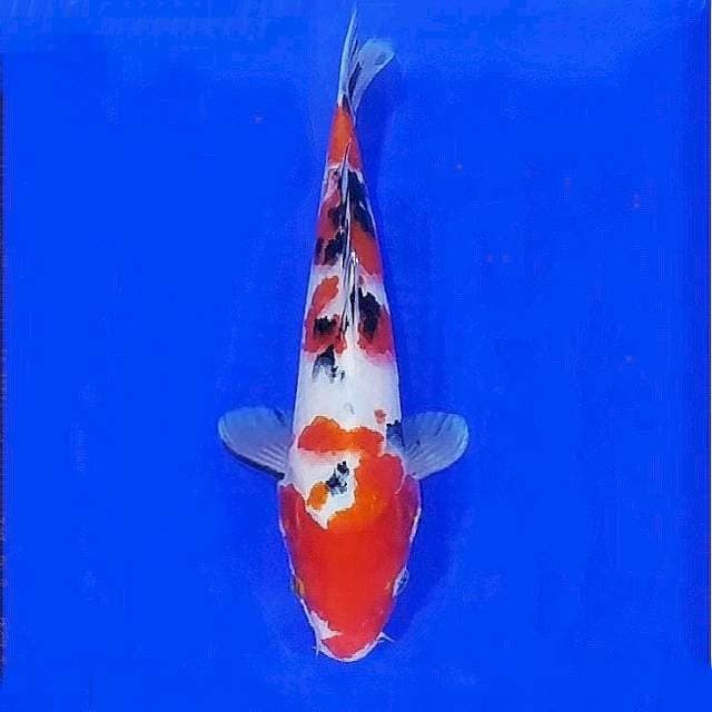 Menkaburi sanke 29cm