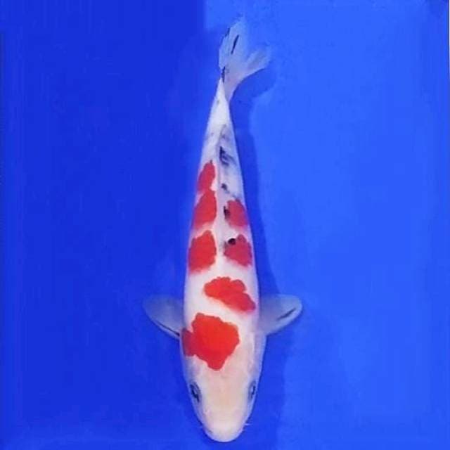 Guten sagura 23cm