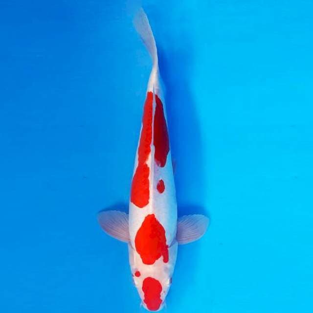 ZERO 5 - Kohaku Doitsu ®
