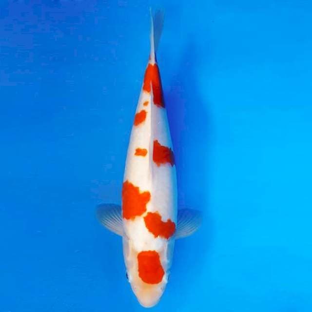 ZERO 11 - Kohaku ®