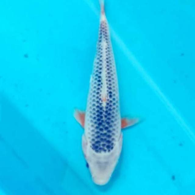 ASAGI F1 25cn oya farm sq