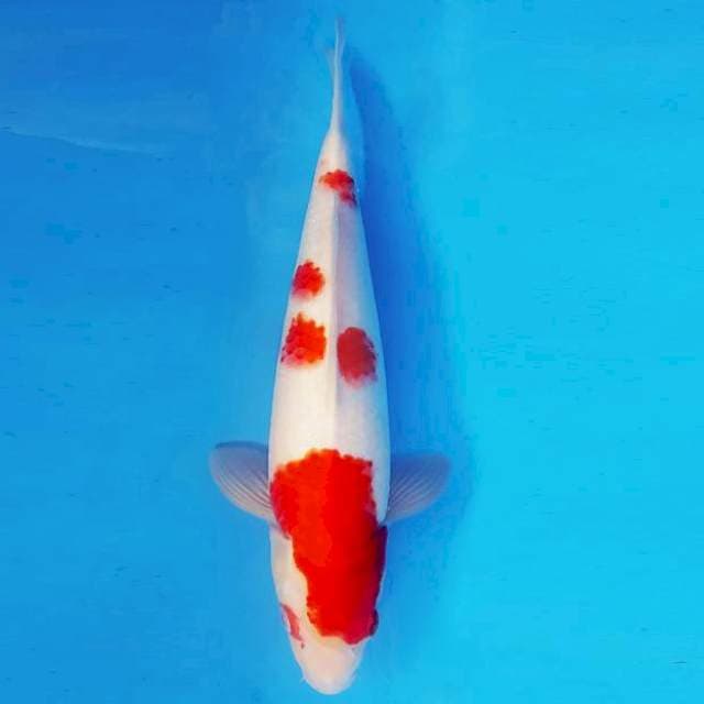 ZERO 16 - Kohaku ®