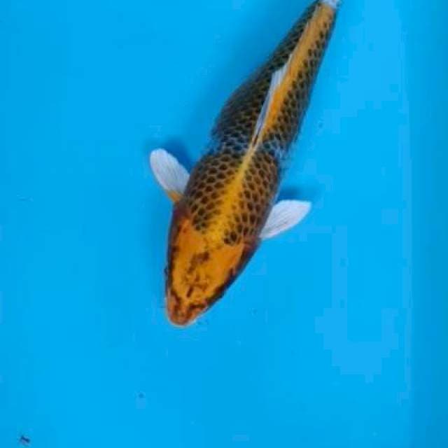 Kujaku 36cm