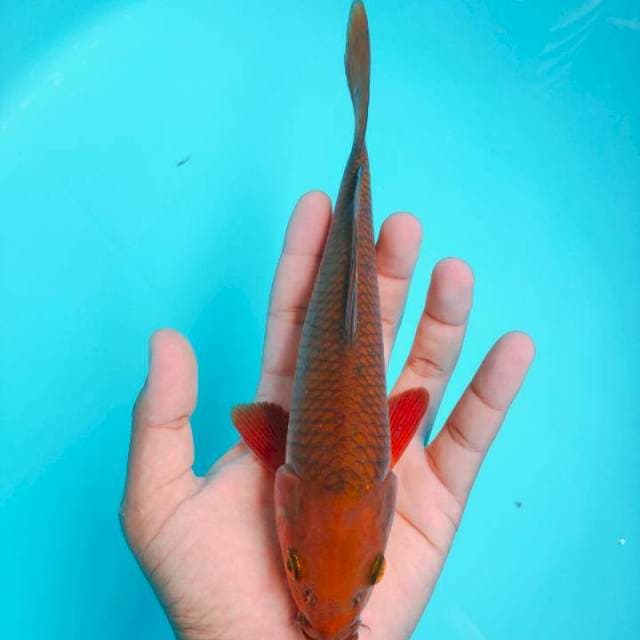 Chagoi Tembaga 22cm