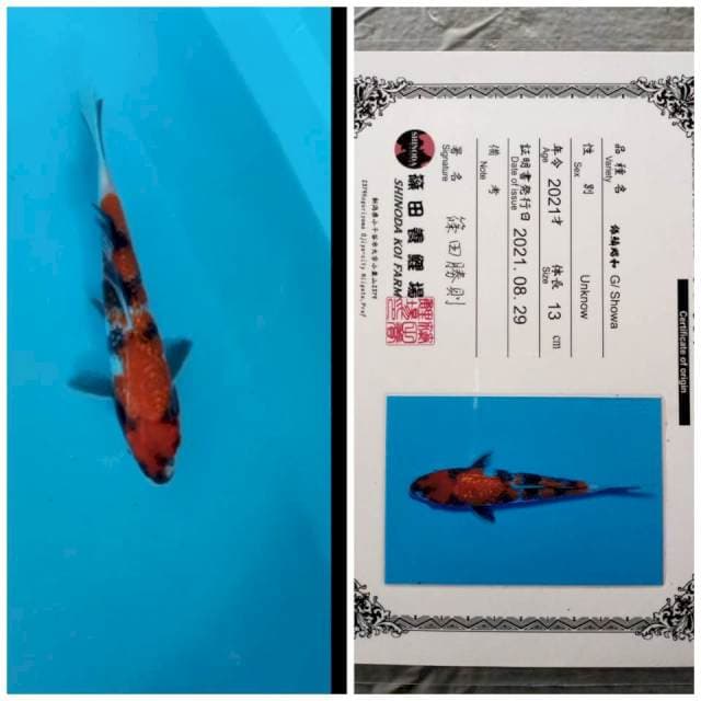 Ginrin showa import 22cm