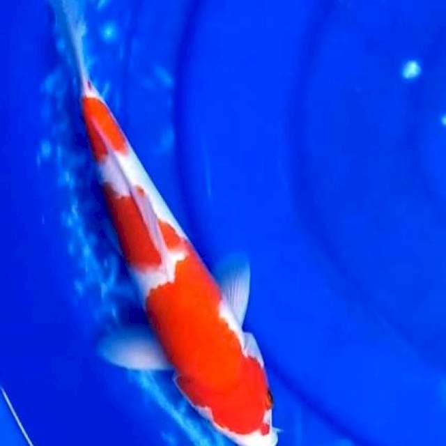 Kohaku red strong