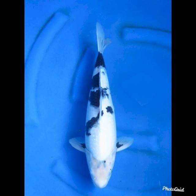 41cm , Shiro Tategoi