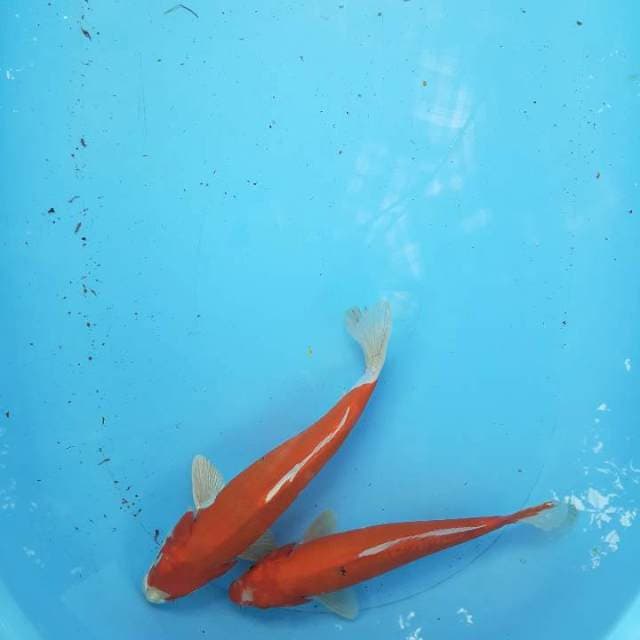 Kikusui