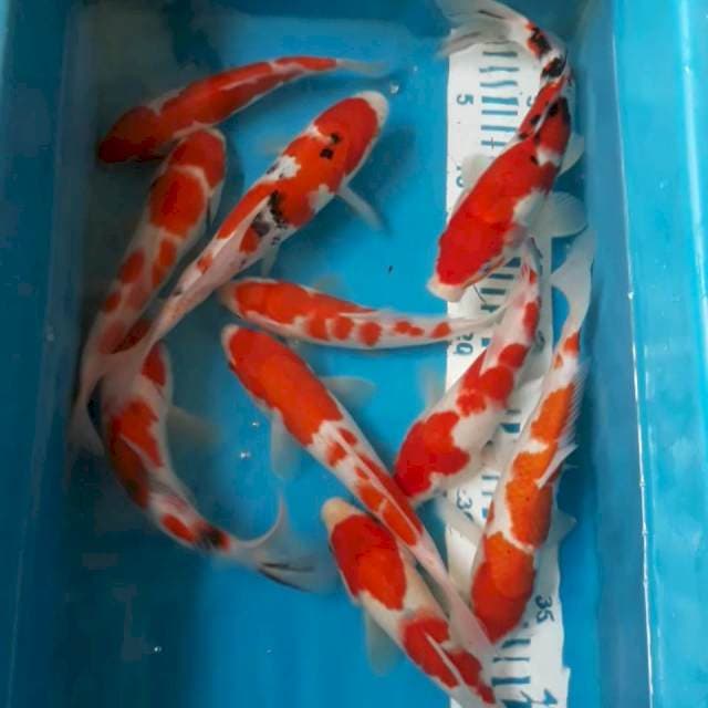 Kohaku Sanke 10 ekor