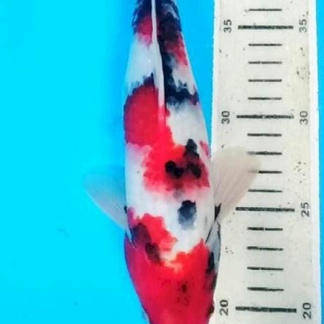 showa 29 cm