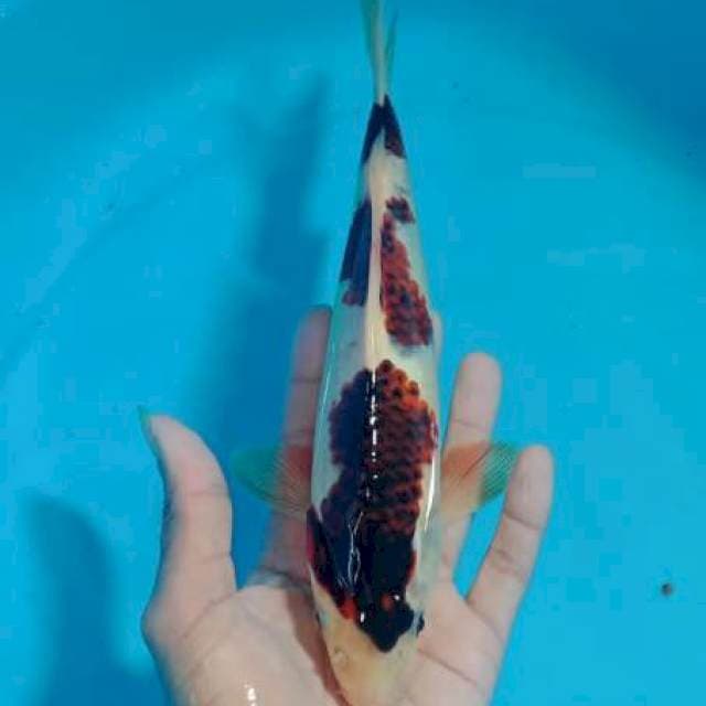Ragel ~ Budho Goromo Jantan 26cm