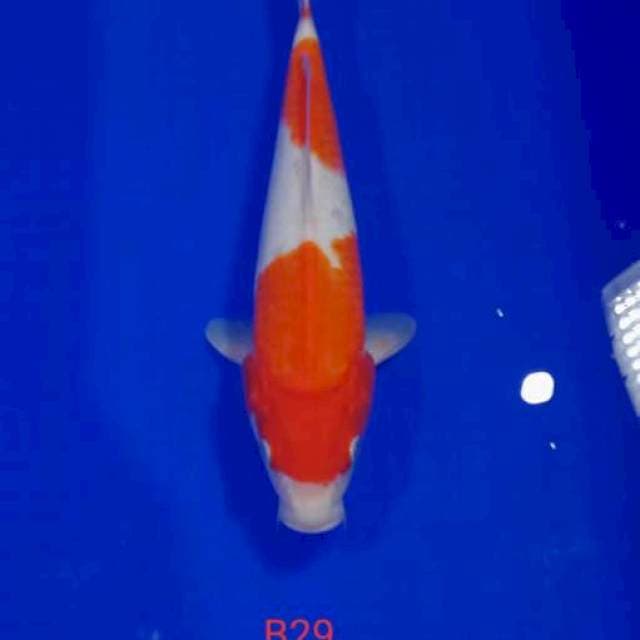 JD ~ kohaku betina 29cm