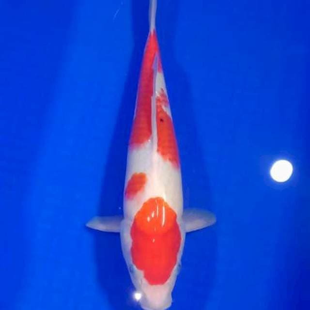 JD ~ kohaku jantan 29cm