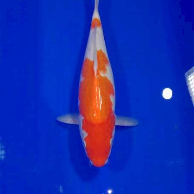 JD ~ kohaku betina 35cm