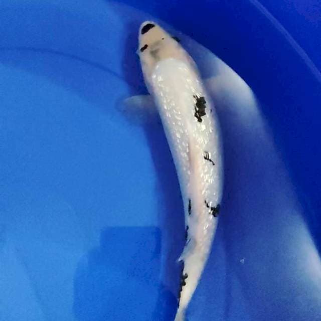 shiro 32 cm