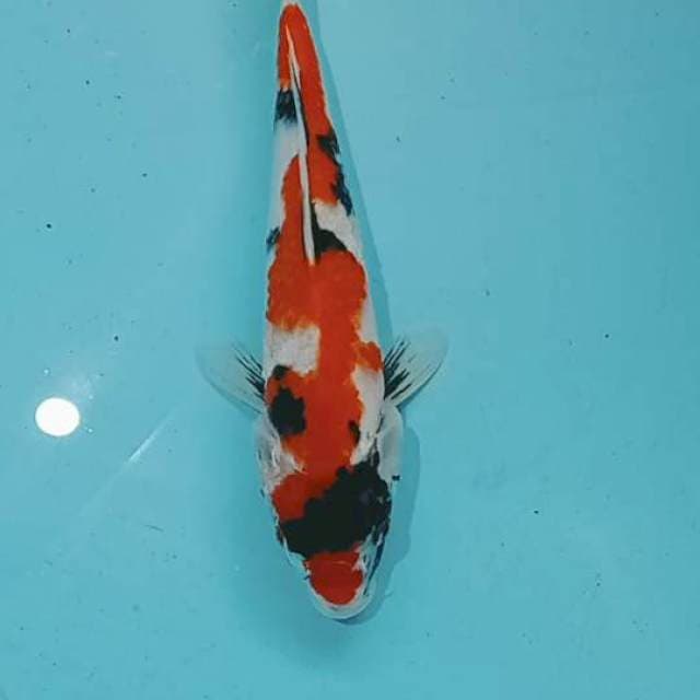 showa 30 cm