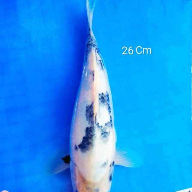 Siro tategoi