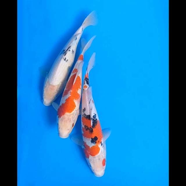 Mix, Kohaku, Sanke, Beko
