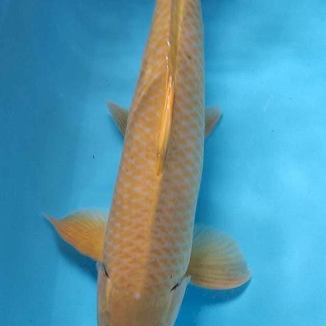 Ksrasi 58 cm
