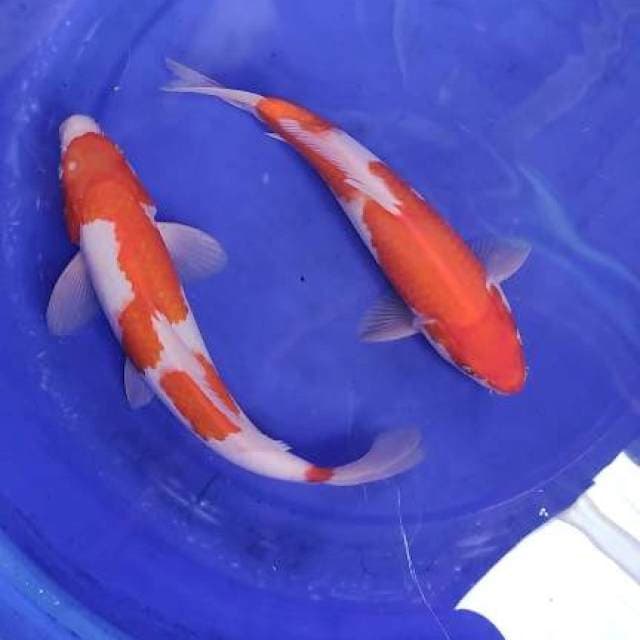 Kohaku 2 ekor
