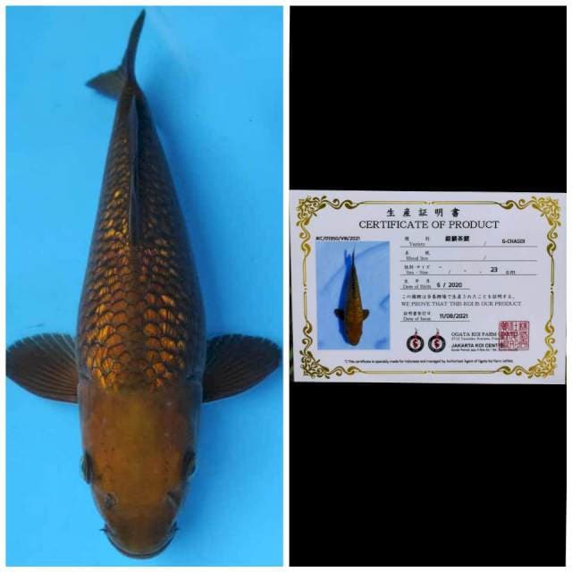 Ogata Chagoi Ginrin