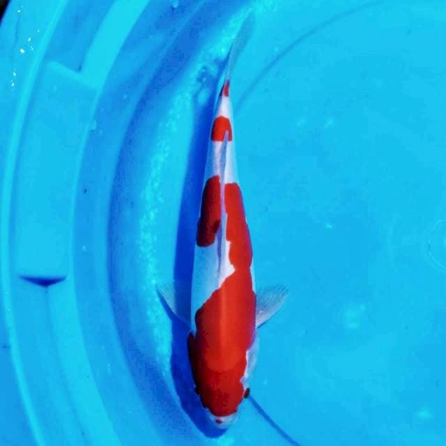 kohaku