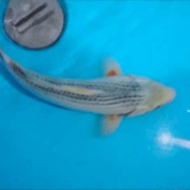 bakat jumbo
