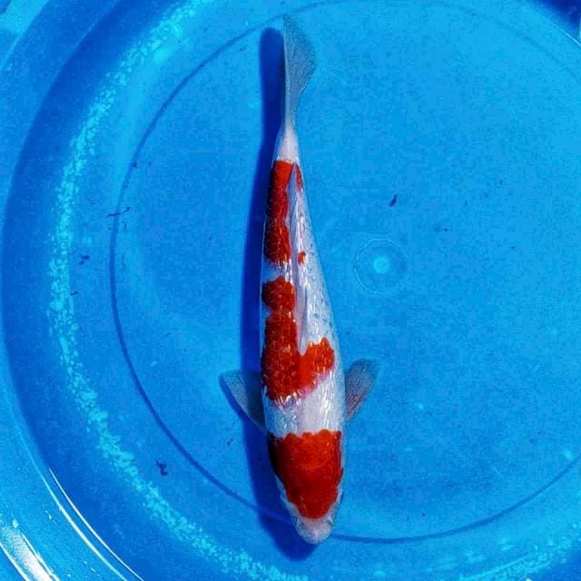 kohaku