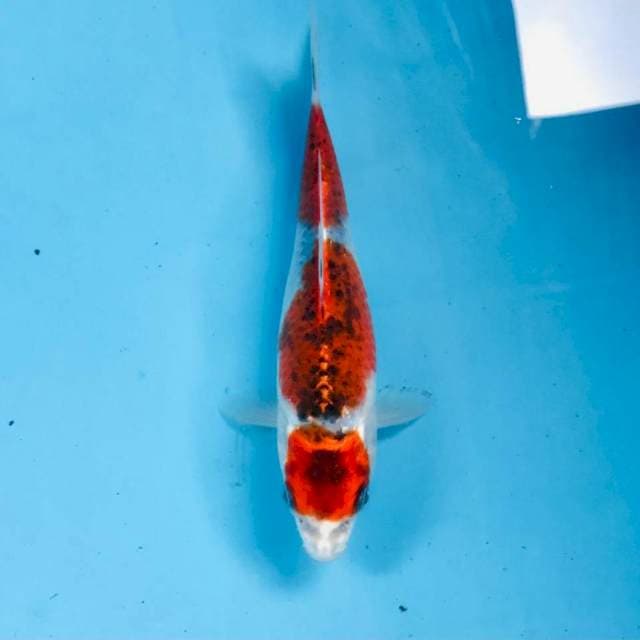Goshiki, 20 cm