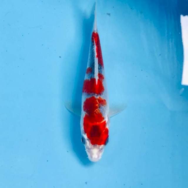 Goshiki, 19 cm