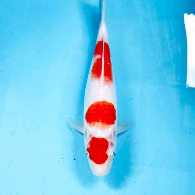 Kohaku, 25 cm