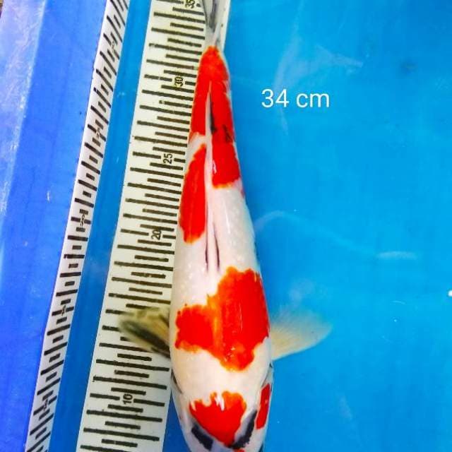 Hq sowa tategoi 34 cm