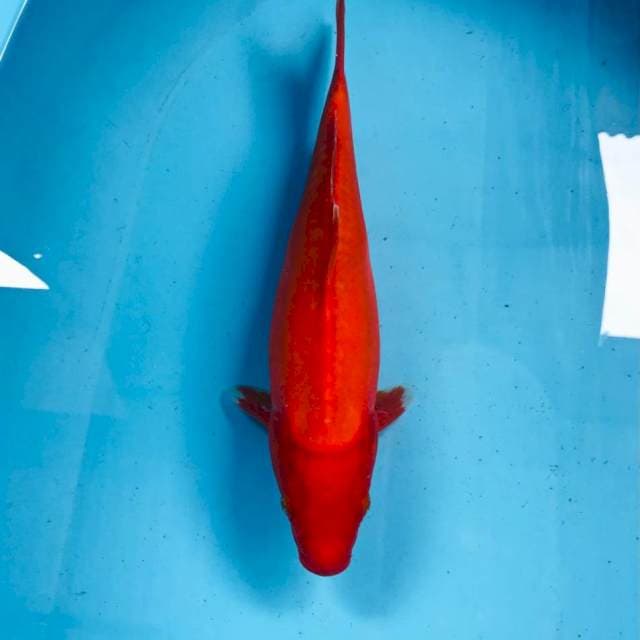 Aka Hajiro Doitsu, 29 cm