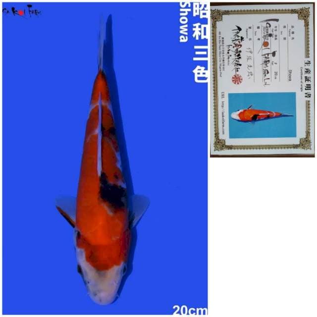 Showa IMPORT ISA Koi Farm Showa 20cm