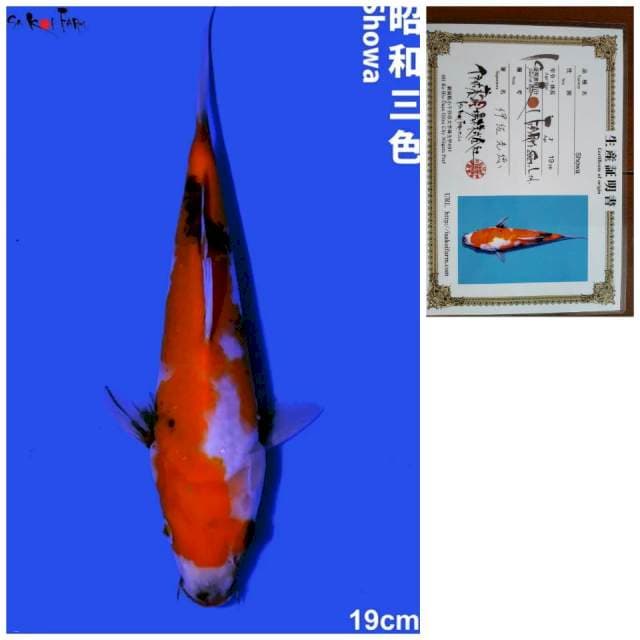 SHOWA IMPORT serti ISA Koi Farm 19cm