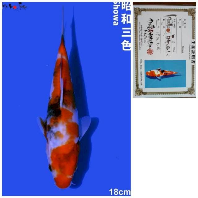 Showa IMPORT Farm ISA Koi farm Showa 18cm