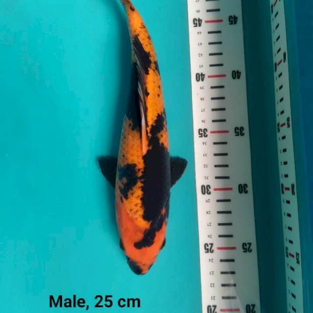 Hi Utsuri, 25 cm